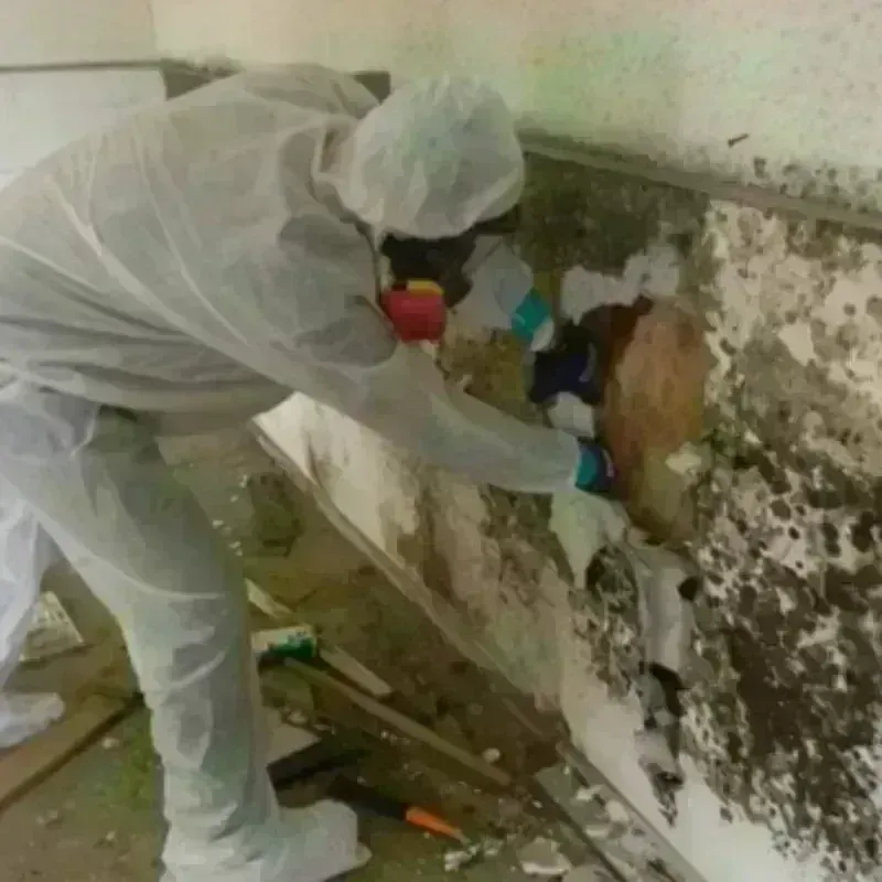 Mold Remediation and Removal in Nolan County, TX